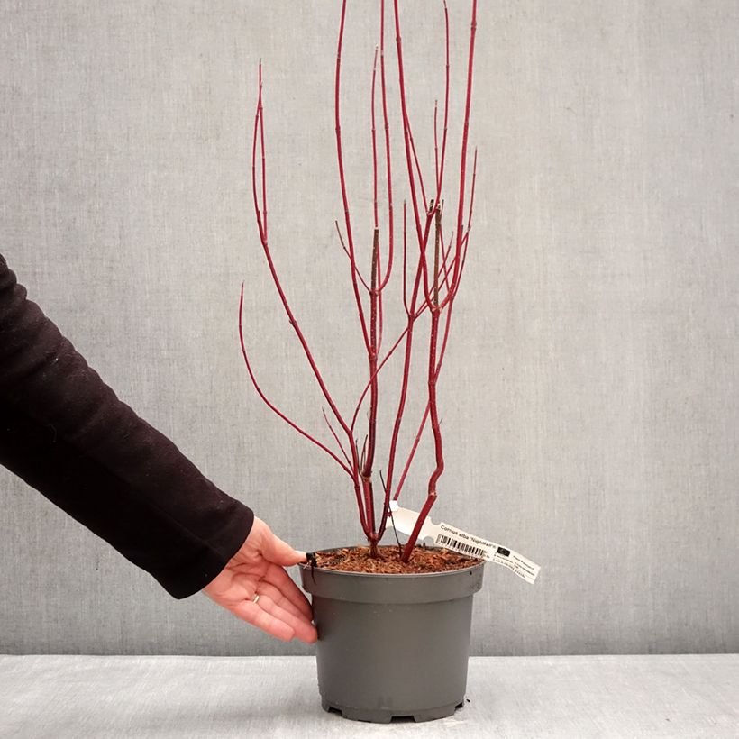 Example of Cornus alba Nightfall Vaso da 3L/4L as you get in hiver