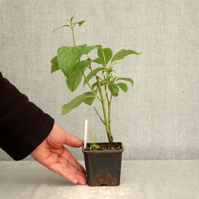 Cornus alba Siberian Pearls Vasetto da 8/9 cm esemplare consegnato in primavera