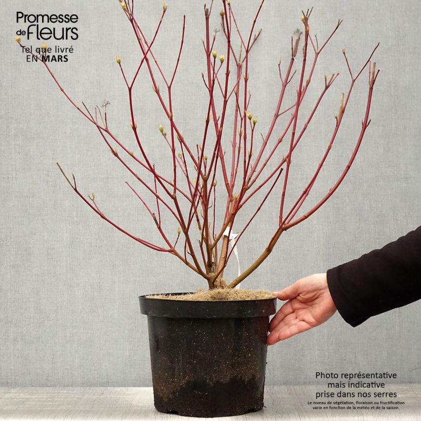 Example of Cornus alba Siberian Pearls Vaso da 7,5L/10L as you get in printemps