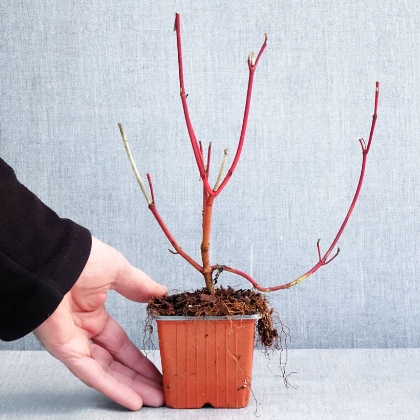 Cornus alba Sibirica - Cornouiller blanc de Sibérie Godet de 8/9 cm esemplare consegnato in inverno