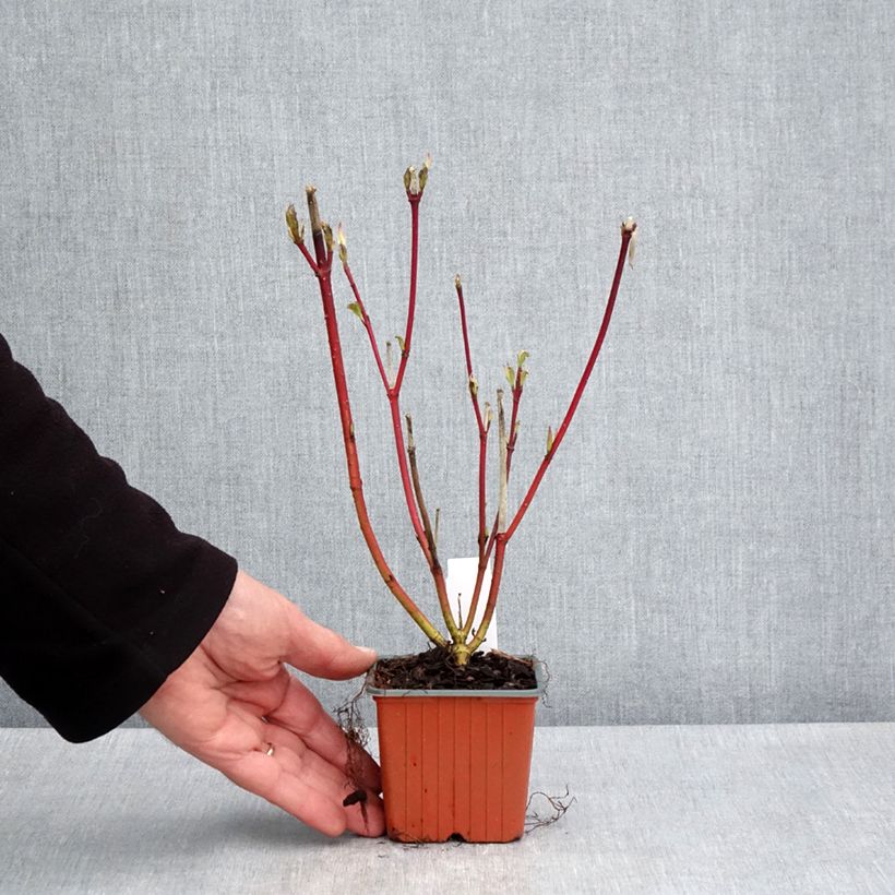 Example of Cornus alba Sibirica Vasetto da 8/9 cm as you get in printemps