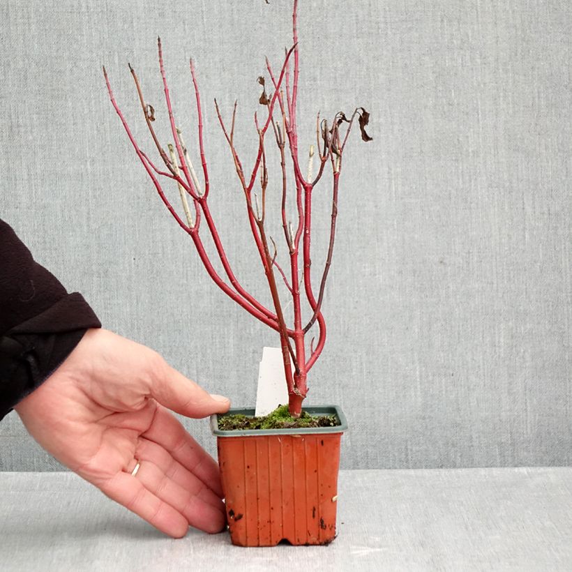 Esemplare di Cornus alba Spaethii Vasetto da 8/9 cm come consegnato in autunno