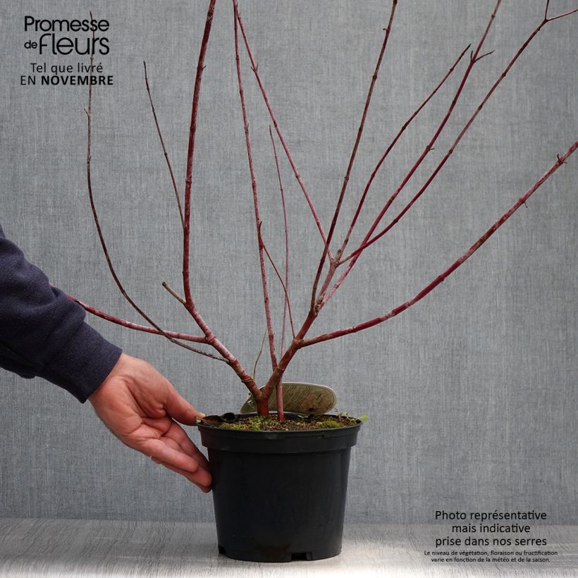 Esemplare di Cornus alba Spaethii - Cornouiller blanc à feuillage panaché Pot de 4L/5L come consegnato in autunno
