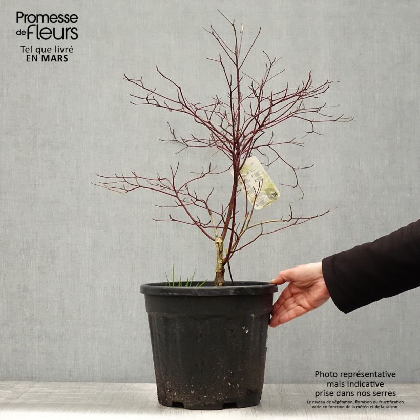 Example of Cornus alternifolia Argentea Vaso da 12L/15L as you get in printemps