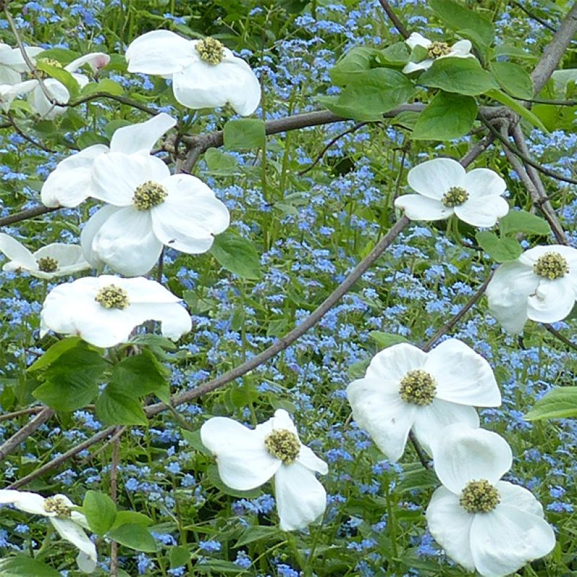 Cornus nuttallii Ascona - Corniolo da fiore (Fioritura)