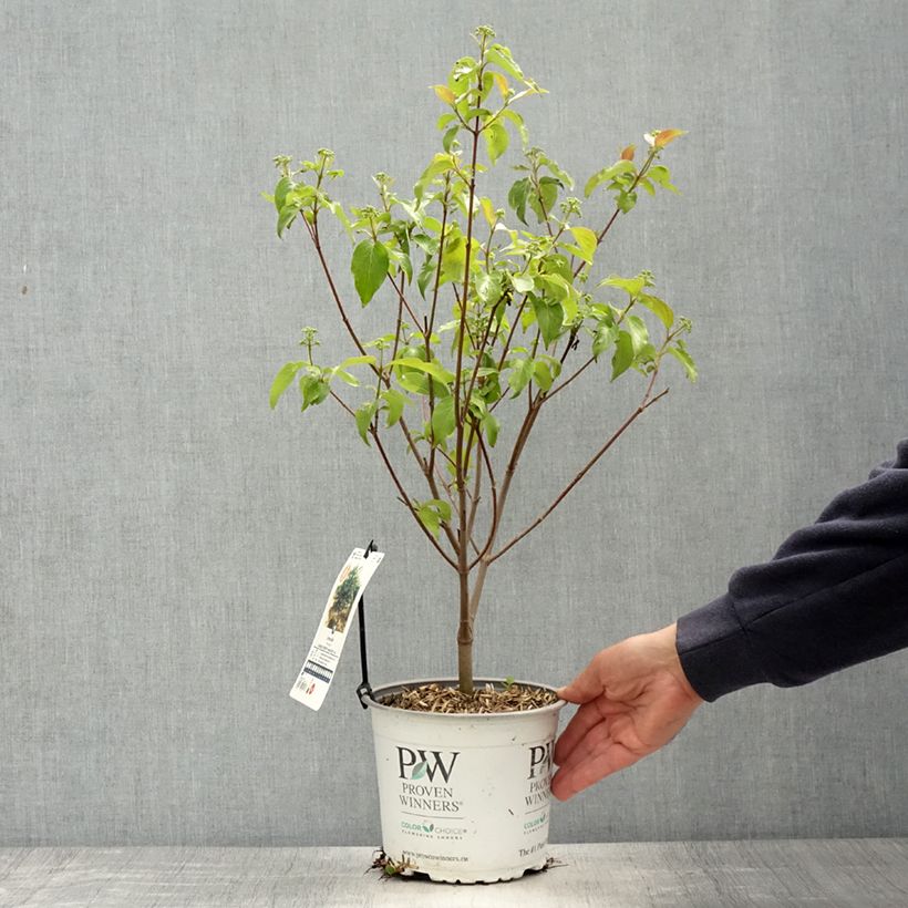 Cornus asperifolia var. drummondii Sunshiny Drops Vaso da 2L/3L esemplare consegnato in primavera