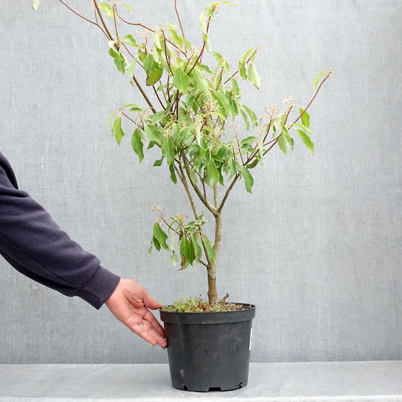 Cornus controversa Laska - Cornouiller des Pagodes Vaso da 4L/5L esemplare consegnato in primavera