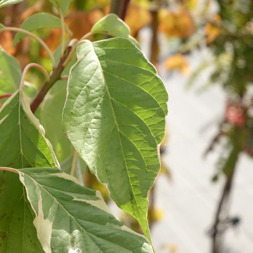 Cornus controversa Marginata Nord - Cornouiller des Pagodes (Fogliame)