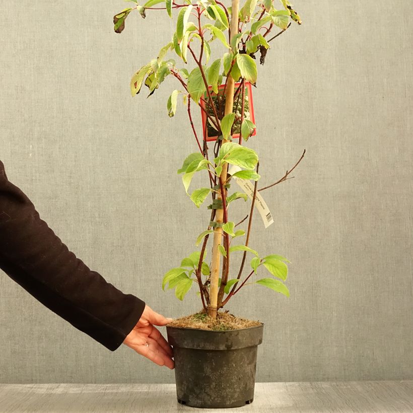 Esemplare di Cornus controversa Pagoda Vaso da 4L/5L come consegnato in autunno
