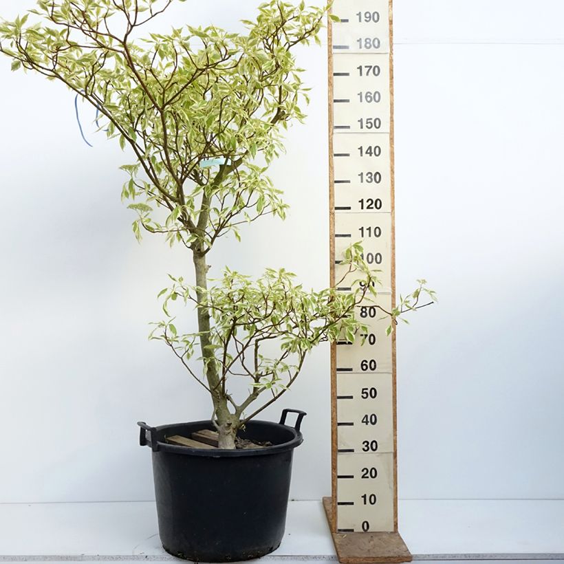 Cornus controversa Variegata Vaso da 50L/55L esemplare consegnato in primavera