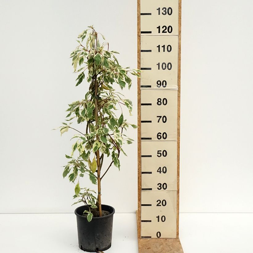Esemplare di Cornus controversa Variegata Vaso da 7,5L/10L consegnato in estate