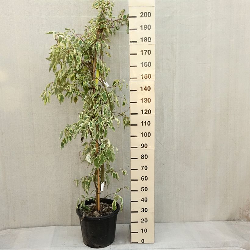 Esemplare di Cornus controversa Variegata - Cornouiller des Pagodes panaché Pot de 50L/55L come consegnato in autunno