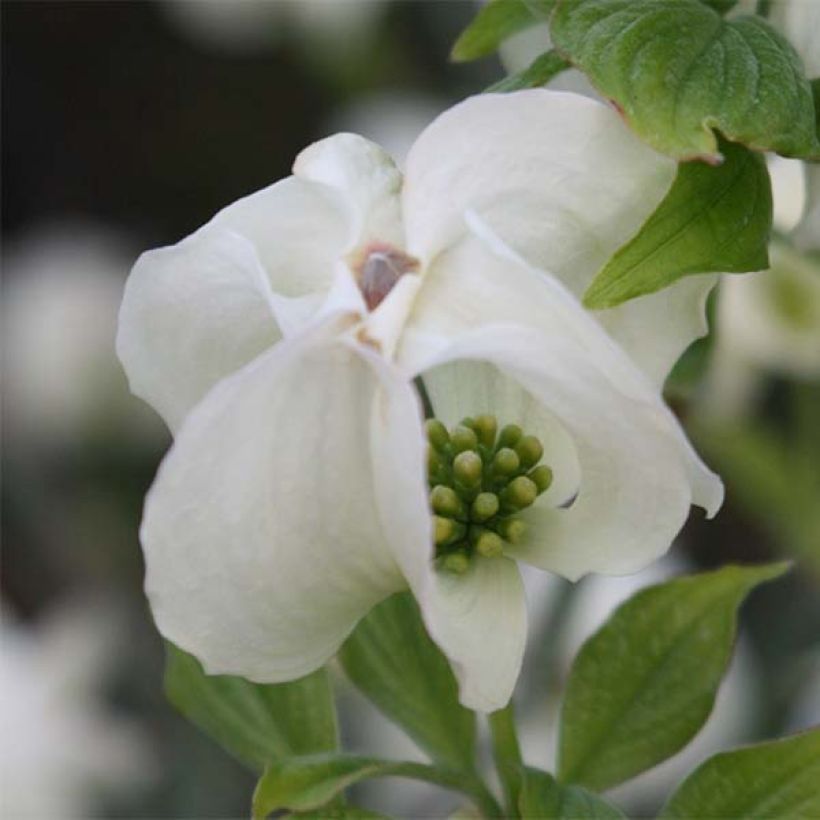 Cornus florida Cloud Nine (Flowering)