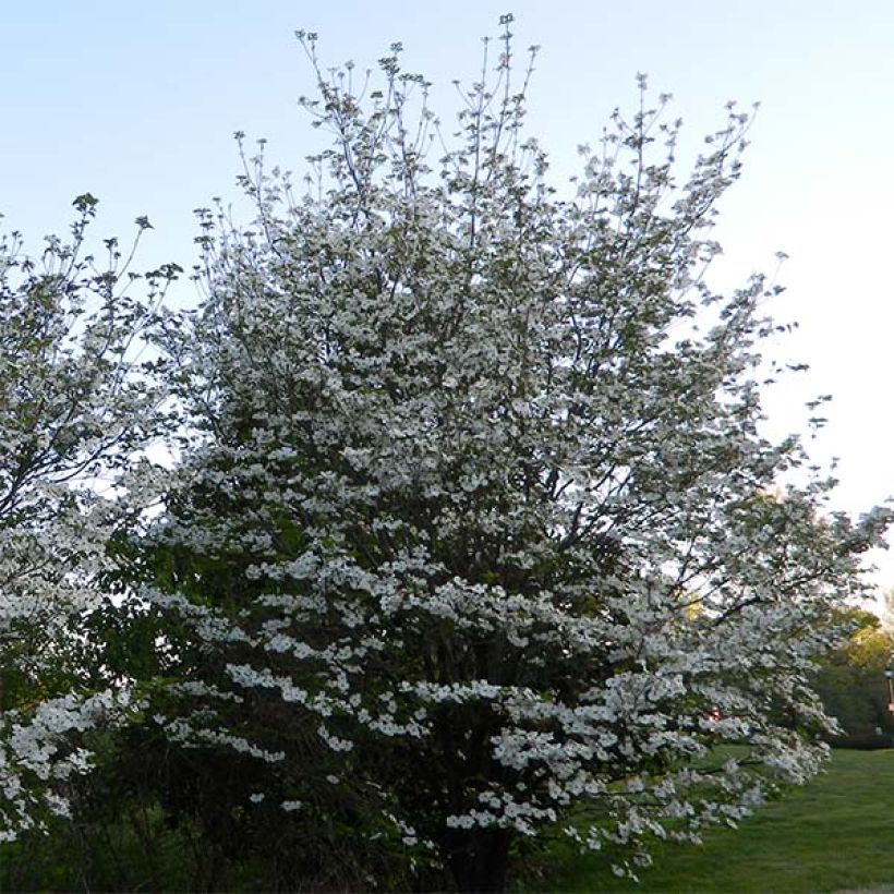 Cornus florida Cloud Nine (Plant habit)