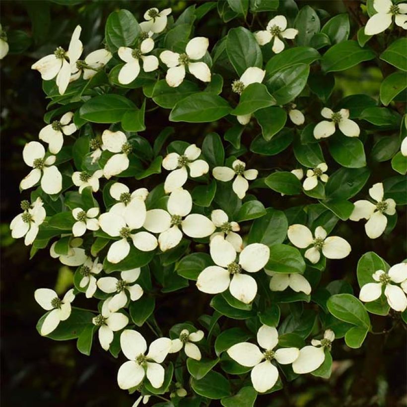 Cornus hongkongensis (Flowering)
