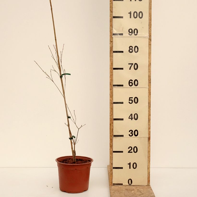 Cornus kousa Beni-fuji - Corniolo giapponese Vaso da 6L/7L esemplare consegnato in inverno