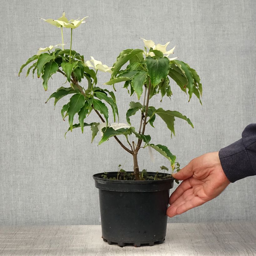 Example of Cornus kousa Big Apple - Corniolo giapponese Vaso da 3L/4L as you get in printemps