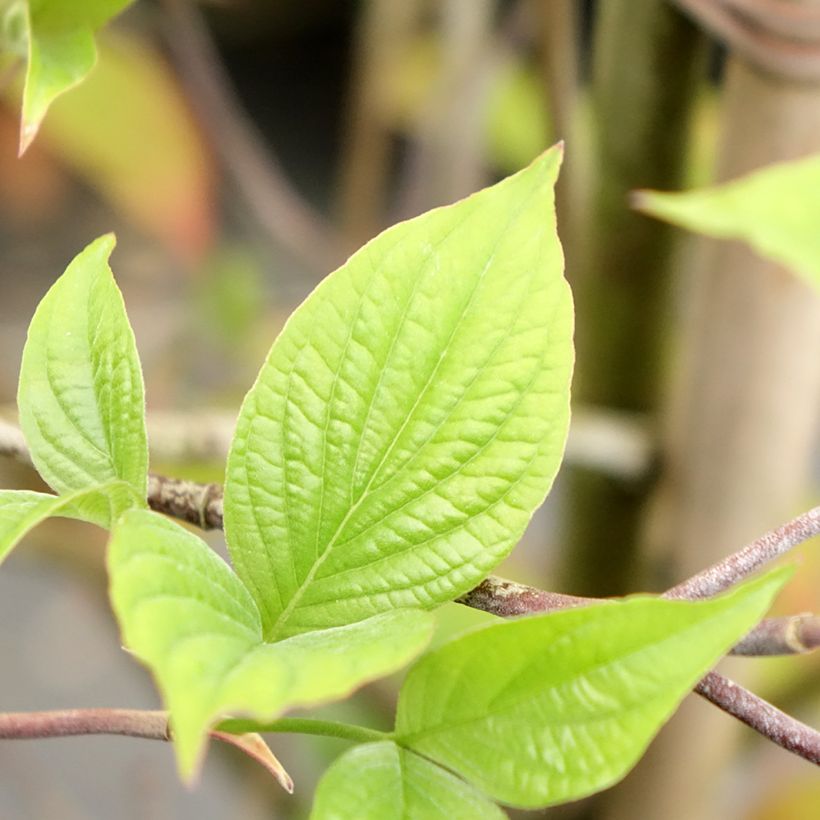 Cornus kousa Blooming Merry Tetra - Corniolo giapponese (Fogliame)