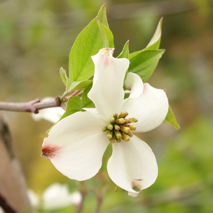 Cornus kousa Blooming Merry Tetra - Corniolo giapponese (Fioritura)