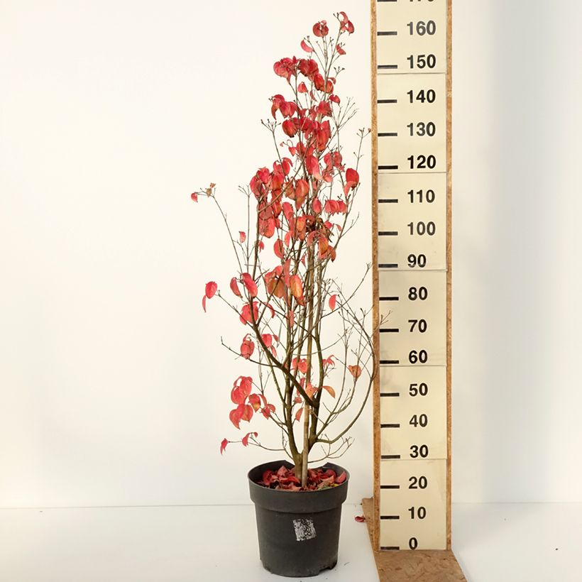 Esemplare di Cornus kousa Blooming Merry Tetra - Corniolo giapponese Vaso da 7,5L/10L come consegnato in autunno