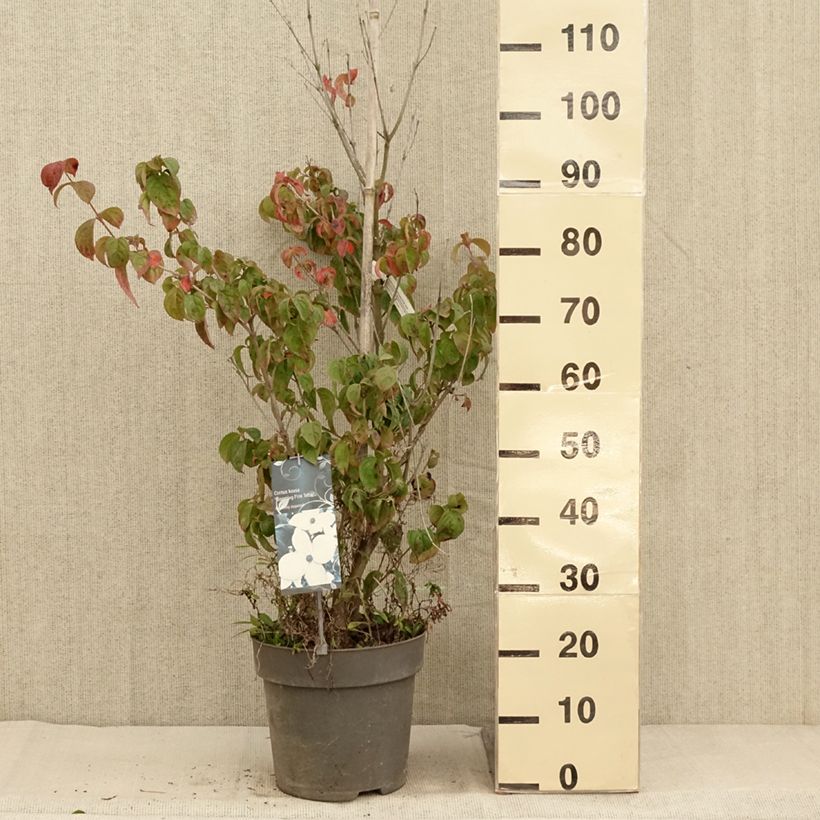Esemplare di Cornus kousa Blooming Pink Tetra - Cornouiller hybride Pot de 7,5L/10L come consegnato in autunno