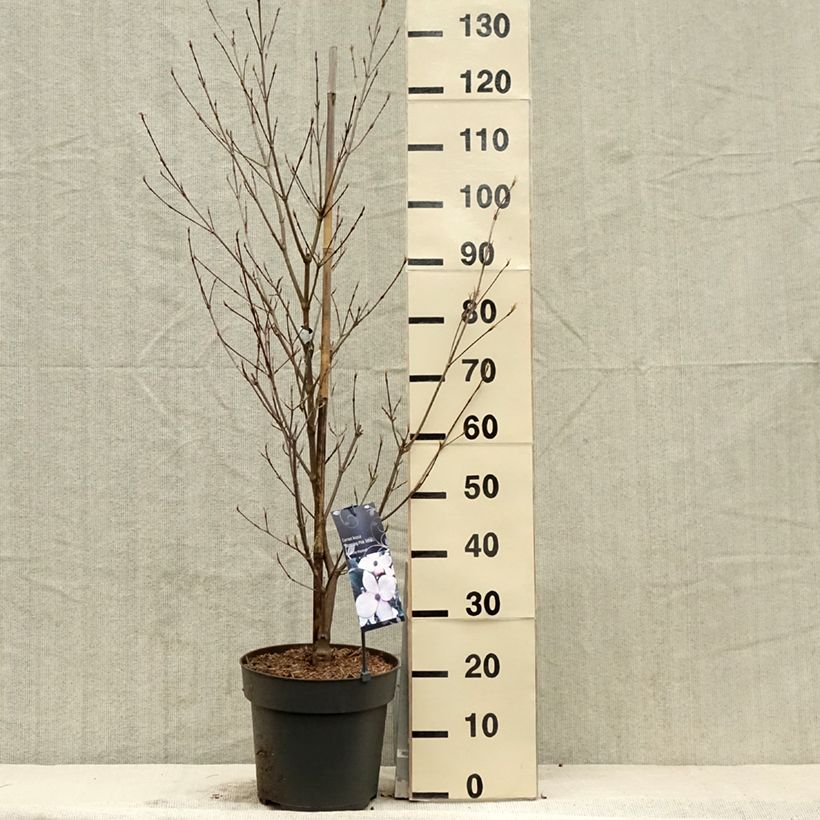 Example of Cornus kousa Blooming Pink Tetra - Corniolo giapponese Vaso da 7,5L/10L as you get in printemps