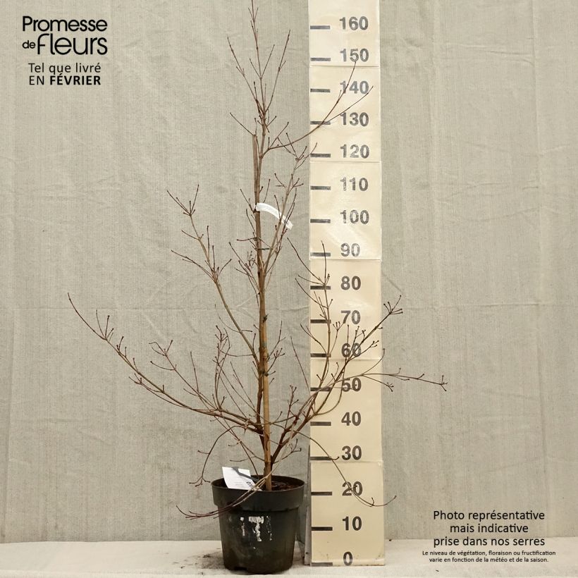 Cornus kousa Blooming White Tetra - Cornouiller hybride Pot de 4L/5L esemplare consegnato in inverno