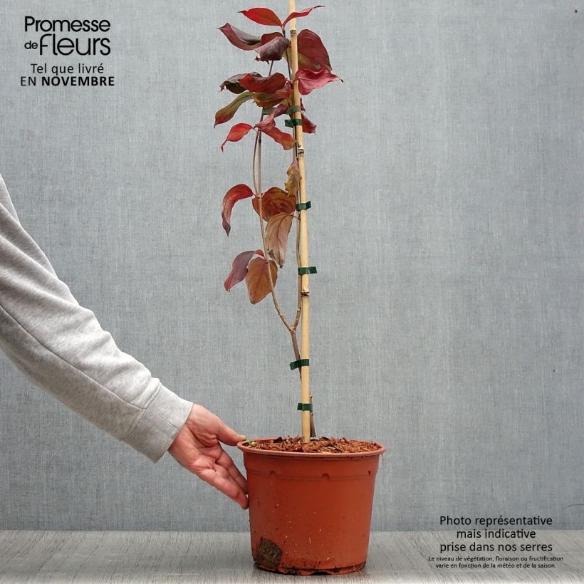 Esemplare di Cornus kousa Blue Shadow - Corniolo giapponese Vaso da 4L/5L come consegnato in autunno