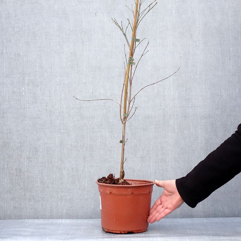 Cornus kousa Cappuccino - Cornouiller du Japon Pot de 6L/7L esemplare consegnato in inverno