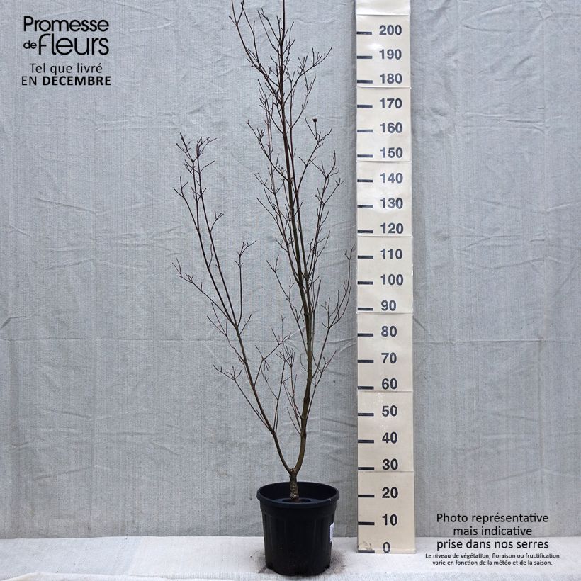 Cornus kousa Couronne - Cornouiller du Japon Pot de 12L/15L esemplare consegnato in inverno