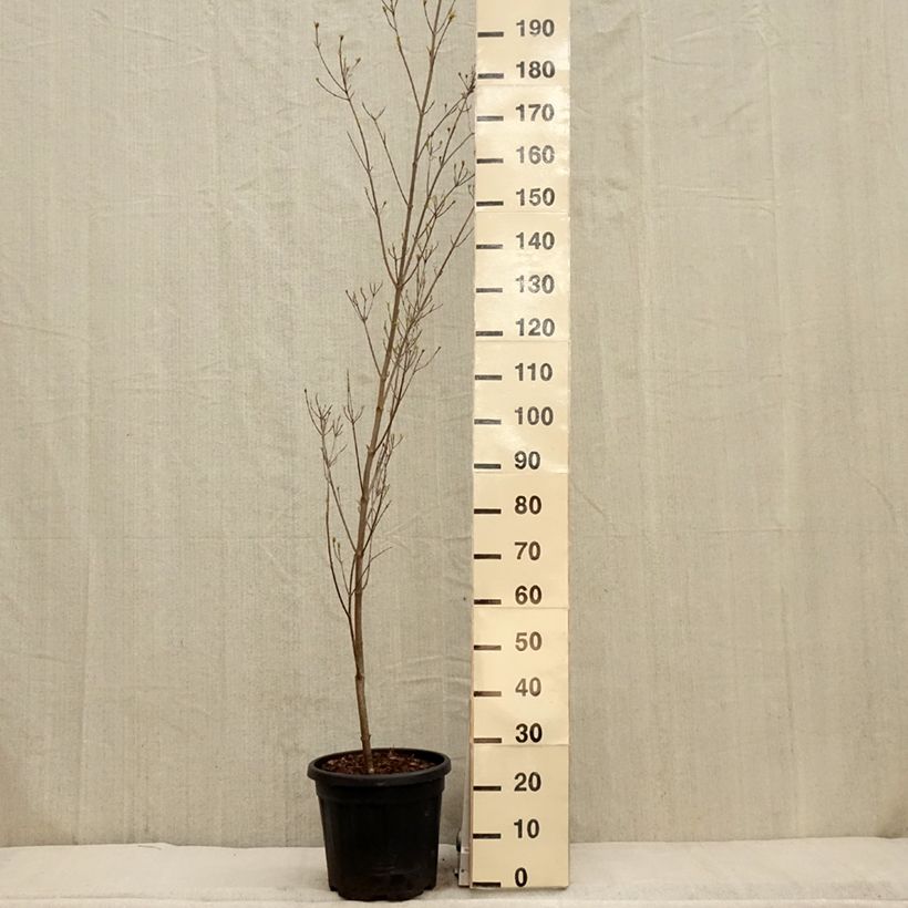 Example of Cornus kousa Couronne - Corniolo giapponese Vaso da 12L/15L as you get in printemps