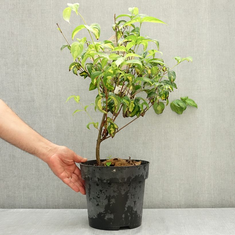 Esemplare di Cornus kousa Gold Star - Corniolo giapponese Vaso da 4L/5L consegnato in estate
