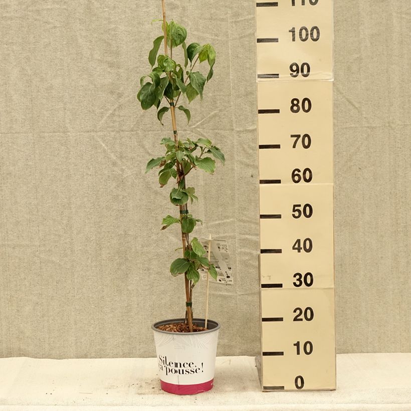 Esemplare di Cornus kousa Mandarin Jewel - Cornouiller du Japon Pot de 4L/5L come consegnato in autunno