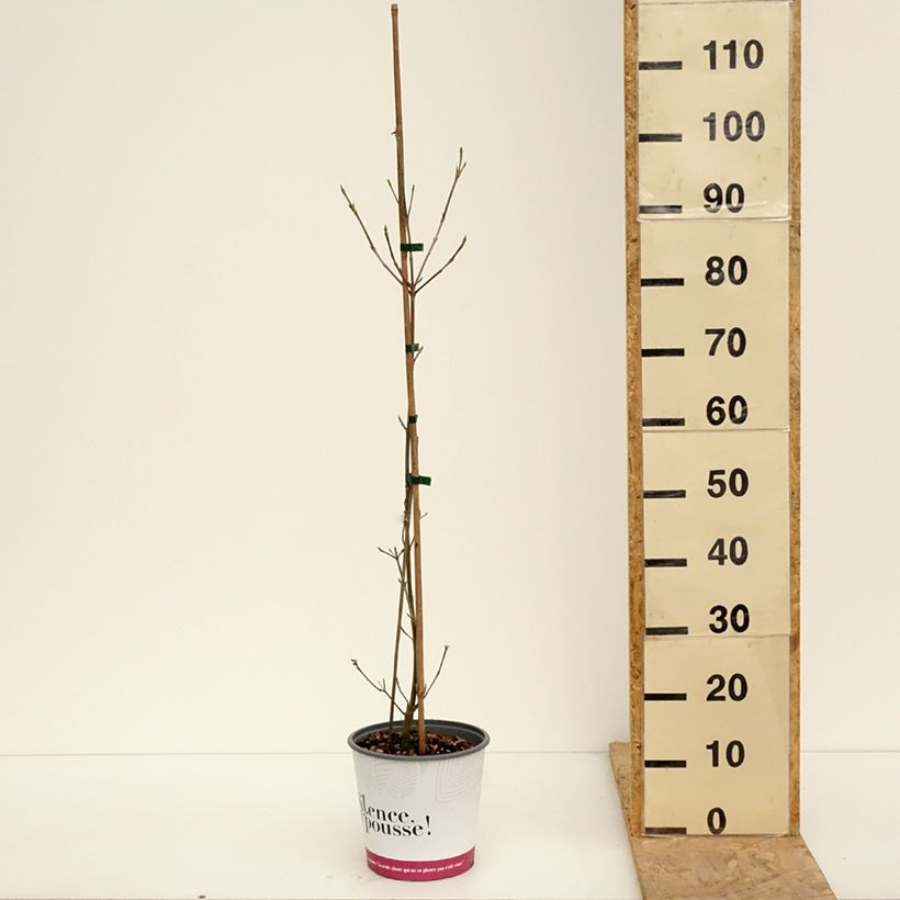 Cornus kousa var. chinensis 'Madi-II' Mandarin Jewel - Corniolo da fiore Vaso da 4L/5L esemplare consegnato in primavera