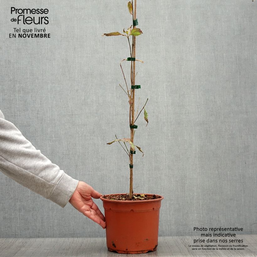 Esemplare di Cornus kousa Pevé Foggy - Cornouiller du Japon Pot de 4L/5L come consegnato in autunno