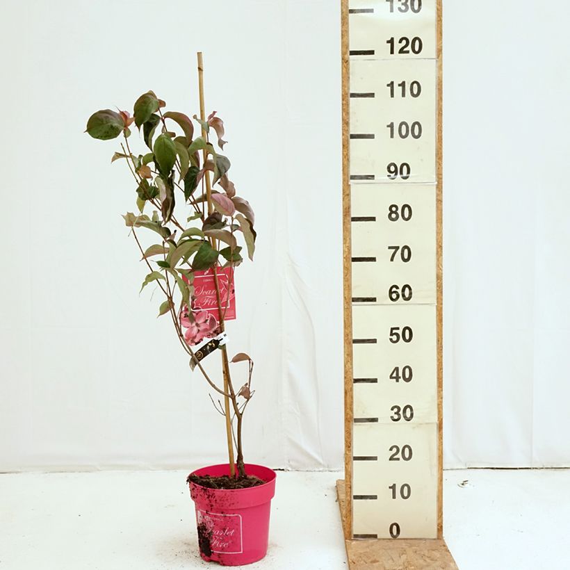 Esemplare di Cornus kousa Scarlet Fire - Corniolo giapponese Vaso da 7,5L/10L come consegnato in autunno
