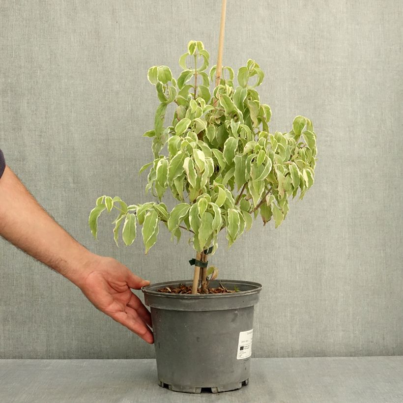 Esemplare di Cornus kousa Shira-yuki - Corniolo giapponese Vaso da 4L/5L consegnato in estate