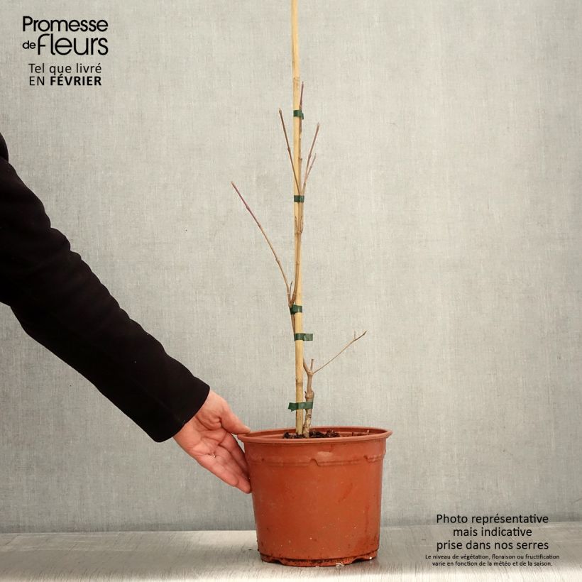 Cornus kousa Shira-yuki - Cornouiller du Japon Pot de 4L/5L esemplare consegnato in inverno