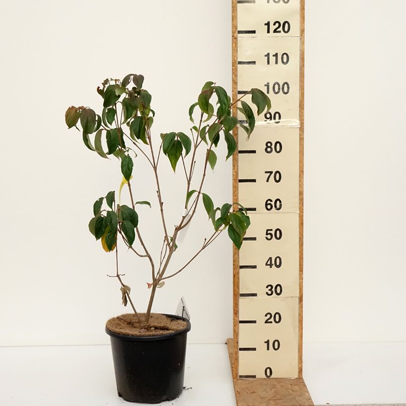 Esemplare di Cornus kousa Teutonia - Corniolo giapponese Vaso da 12L/15L come consegnato in autunno
