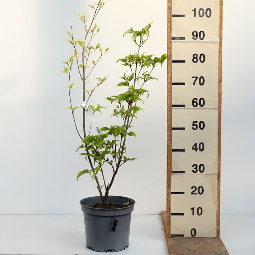 Cornus Venus - Corniolo da fiore Vaso da 7,5L/10L esemplare consegnato in primavera