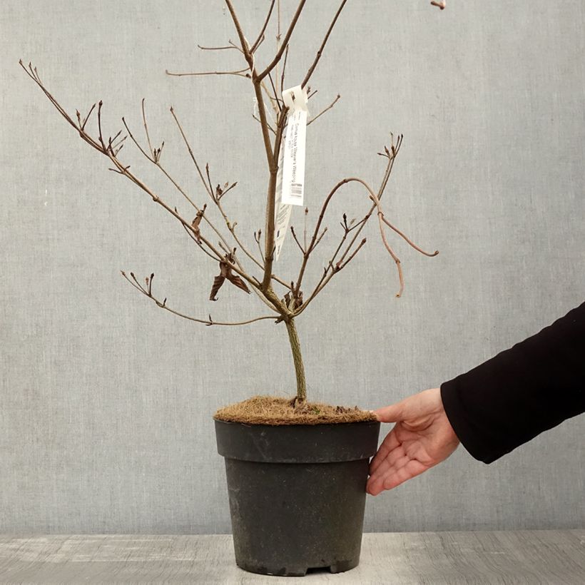 Esemplare di Cornus kousa Weaver's Weeping (Weaver) - Cornouiller du Japon Pot de 6L/7L come consegnato in autunno