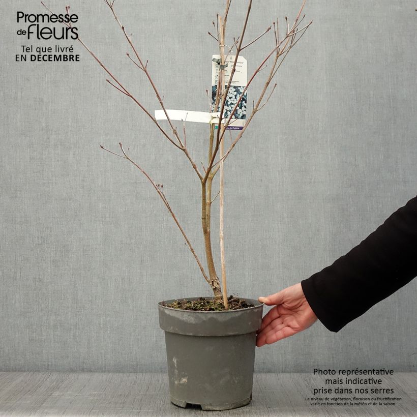 Esemplare di Cornus kousa Weisse Fontaine - Corniolo giapponese Vaso da 3L/4L come consegnato in autunno