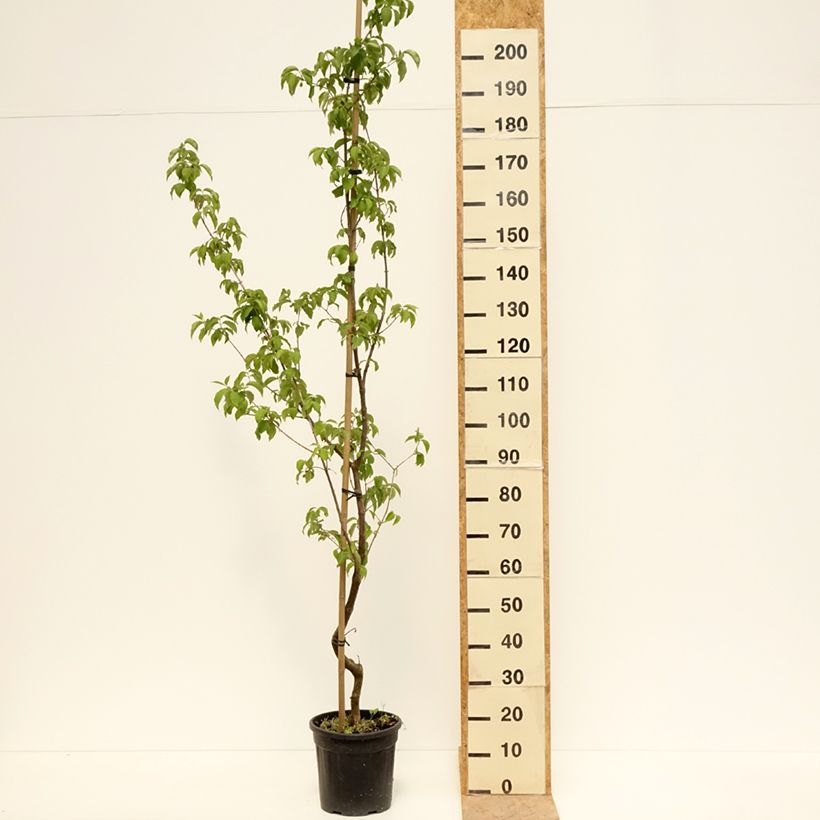 Cornus mas Flava - Corniolo Vaso da 7,5L/10L esemplare consegnato in primavera