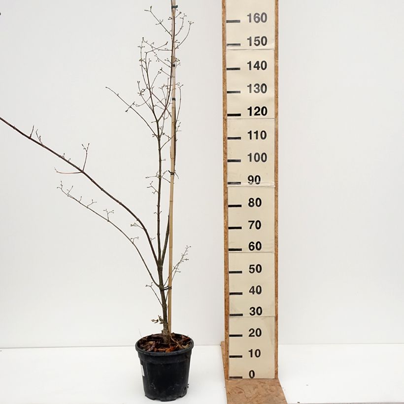 Esemplare di Cornus mas Florianka - Corniolo Vaso da 7,5L/10L come consegnato in autunno