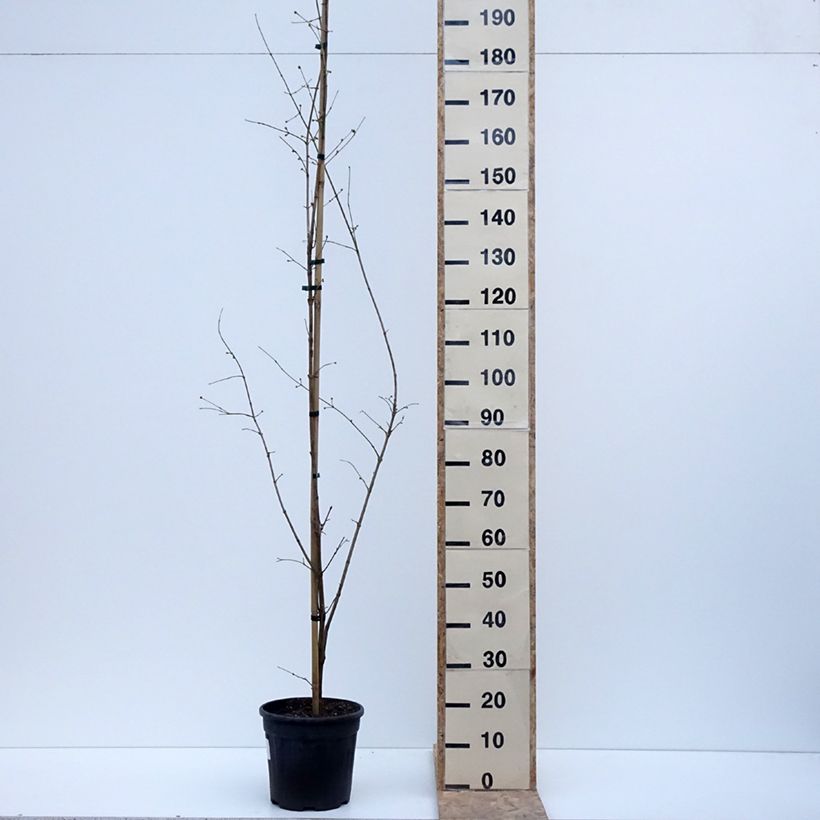 Cornus mas Florianka - Corniolo Vaso da 7,5L/10L esemplare consegnato in inverno