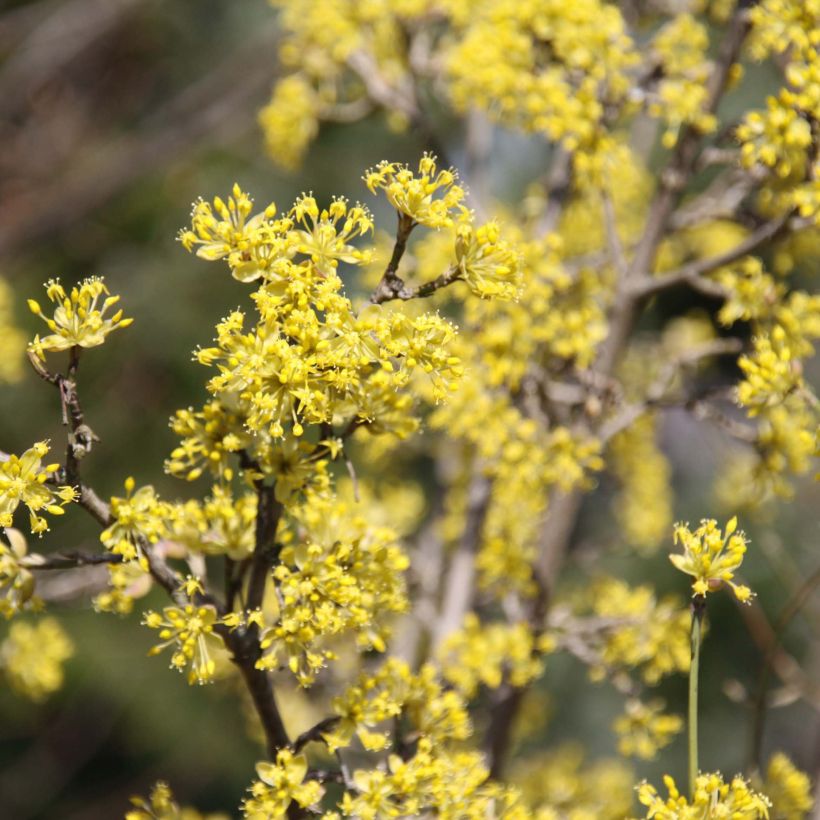 Cornus mas Jolico - Corniolo (Flowering)