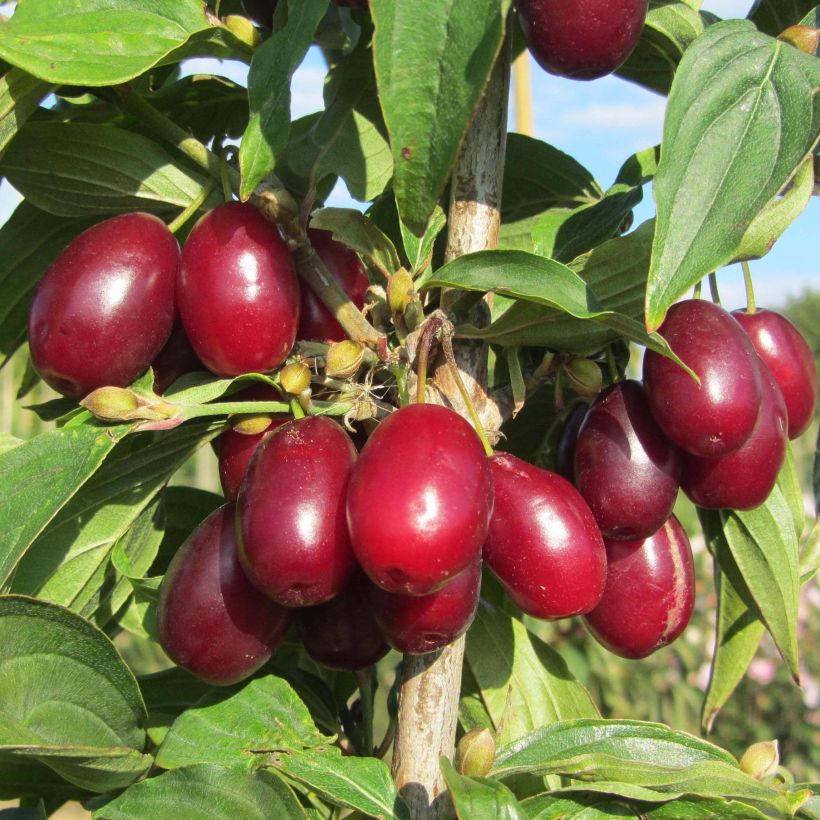 Cornus mas Jolico - Corniolo (Harvest)