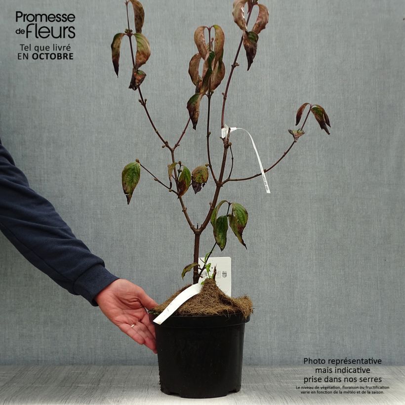 Esemplare di Cornus mas Jolico - Cornouiller mâle Pot de 3L/4L come consegnato in autunno