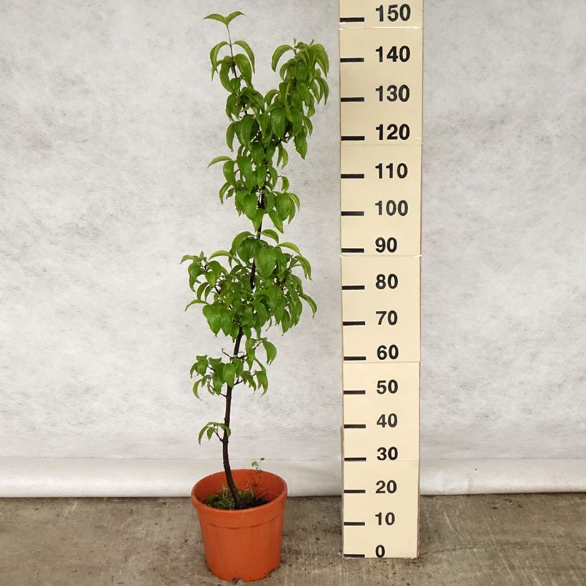 Example of Cornus mas Kasanlak - Corniolo Vaso da 7,5L/10L as you get in printemps