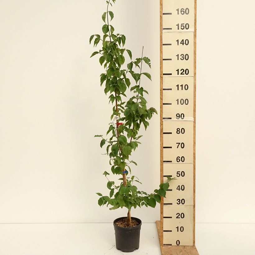 Esemplare di Cornus mas Nikołka - Corniolo Vaso da 4L/5L consegnato in estate